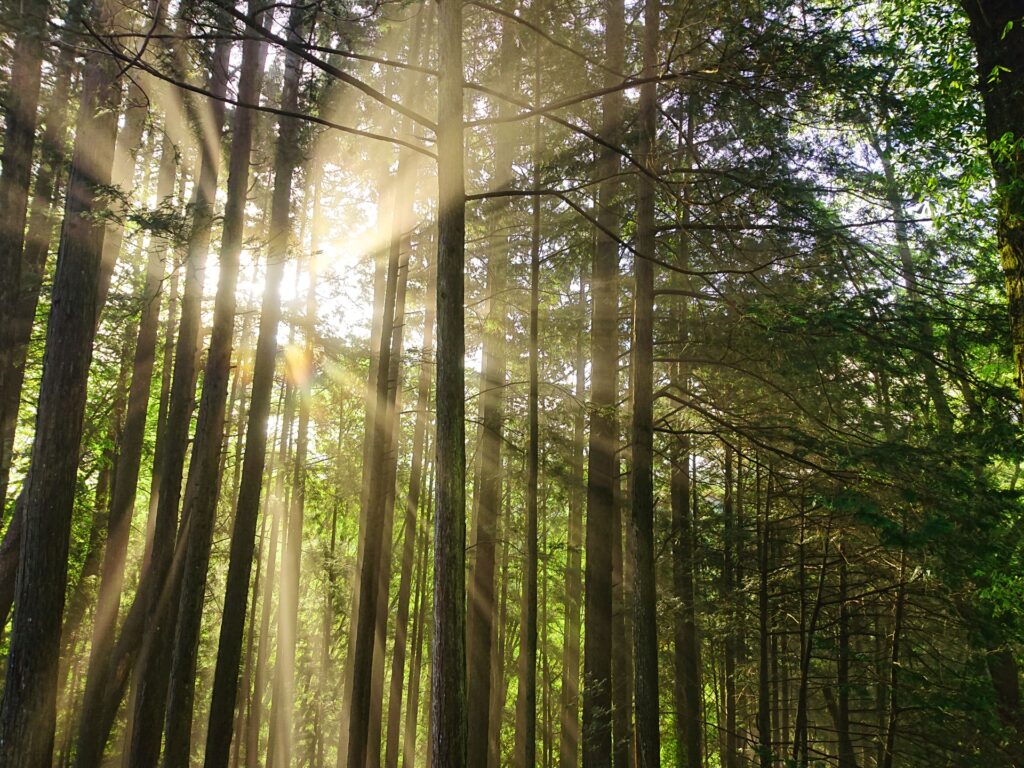 Soft morning sunlight filtering through a peaceful forest