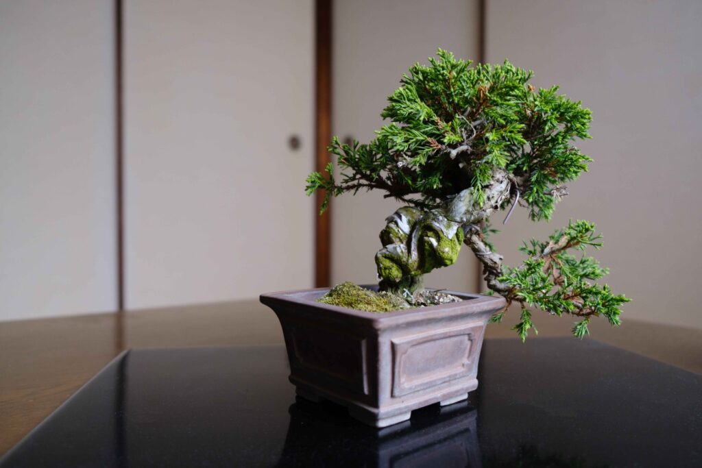 A Japanese bonsai tree displayed in a traditional ceramic pot