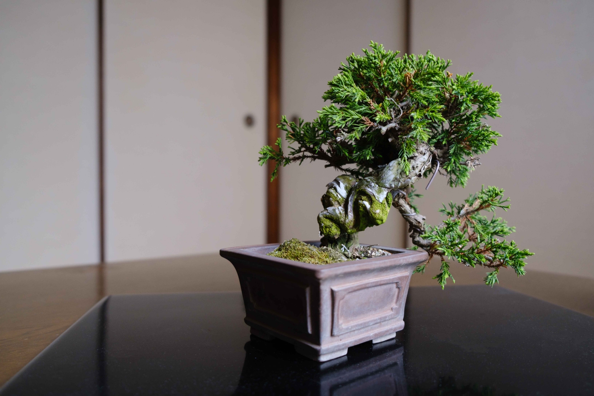 A Japanese bonsai tree displayed in a traditional ceramic pot