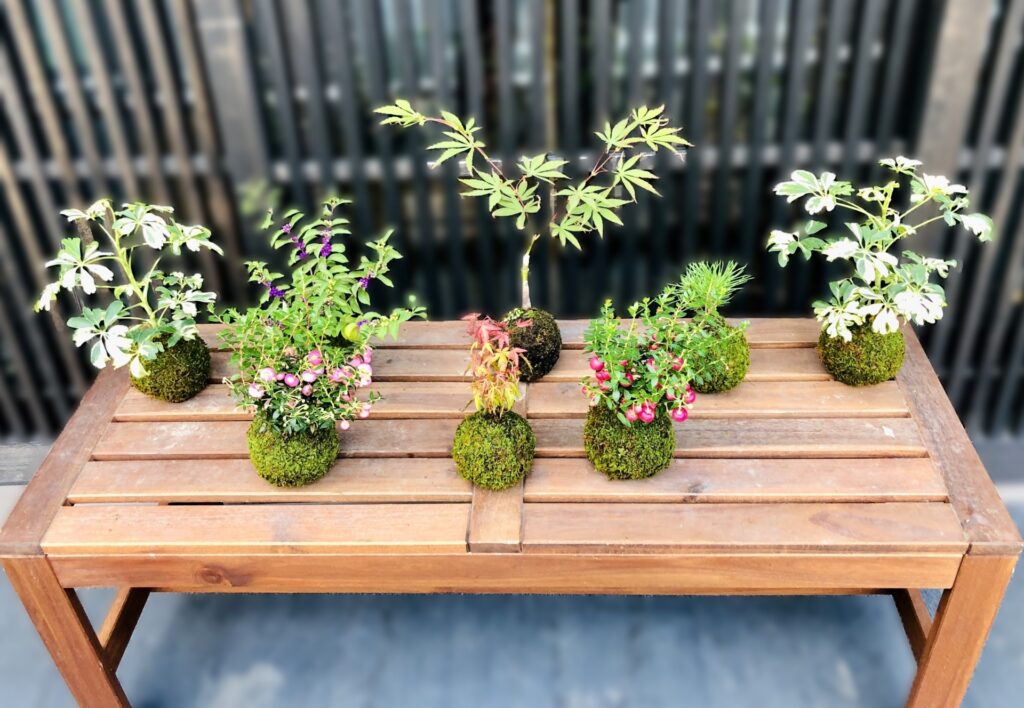 A collection of Japanese kokedama moss ball plants